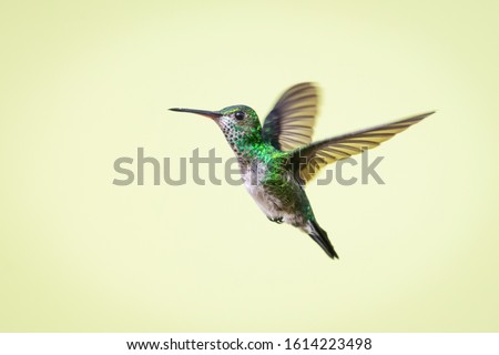 A female Blue-chinned Sapphire hummingbird hovers in the air with a smooth background. Royalty-Free Stock Photo #1614223498