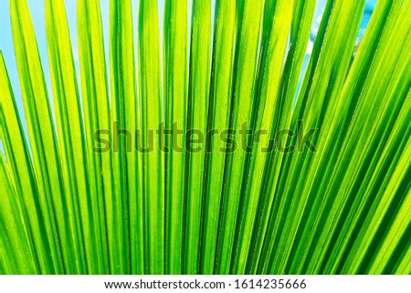 Striped of palm leaf. Abstract green texture. Floral pattern background.