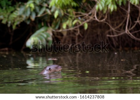 Giant Otter, pteronura brasiliensis, Adult standing in Madre de Dios River, Manu Parc in Peru 