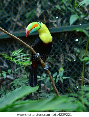 Beautiful keel-billed toucan standing on a tree.