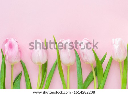 Pink tulips on the pink background. Top view. Flowers composition romantic. Happy woman's day. Mothers Day. Valentine's Day. 