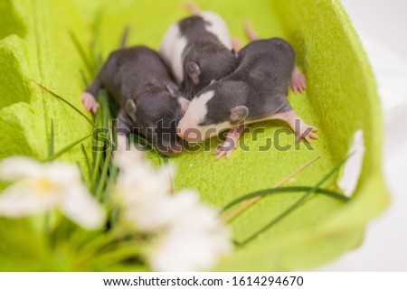 Puppies family among white flowers in a green box