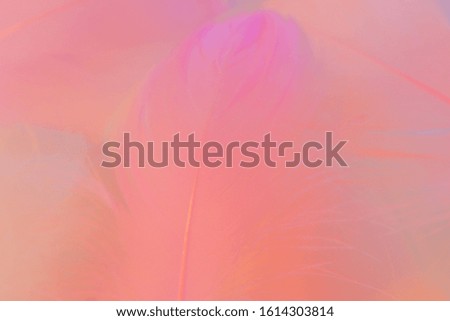 Beautiful abstract purple and blue feathers on pink background and soft white pink feather texture on colorful pattern, colorful background, colorful feather