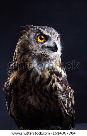  Bird of Prey - Eurasian Eagle Owl 