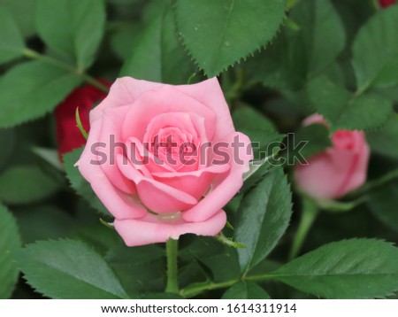 Spring Blossom Rosebud in pink. Blooming flower