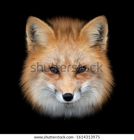 Close up Red fox portrait isolated on dark background