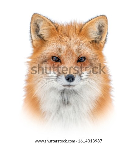 Close up Red fox portrait isolated on white background
