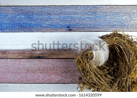 background slightly out of focus painted in white, blue, brown and rose colored stripes. Top view of bird's nest with airy white feather