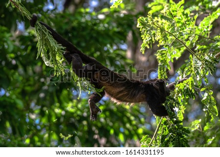 Howler Monkey mantled howler Alouatta palliata Costa Rica Cahuita Caribbean animal climbing tree top hanging bridge strong tail Royalty-Free Stock Photo #1614331195
