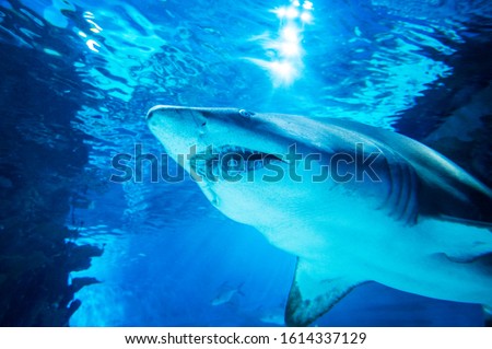 Tiger shark in  sea water. Big shark in deep blue water.