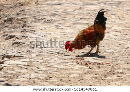 alone red cock stock photo