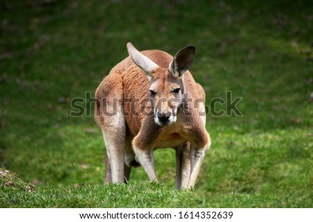 Red Kangaroo, macropus rufus, Adult standing on Grass 