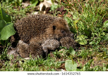 European Hedgehog, erinaceus europaeus, Female with youngs, Normandy   Royalty-Free Stock Photo #1614352765