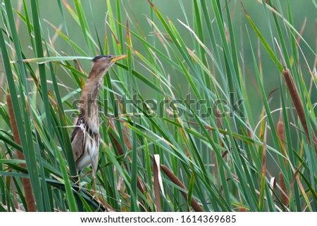 The Little Bittern(Ixobrychus minutus)is a wading bird in the heron family Ardeidae, native to the Old World, breeding in Africa, central and southern Europe, western and southern Asia, and Madagascar