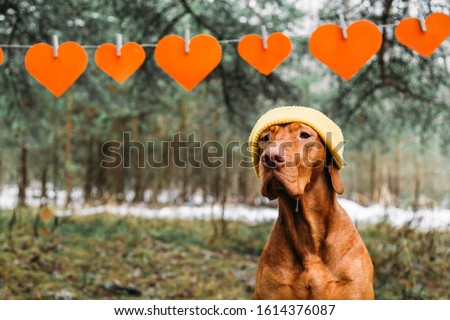 ginger hungarian vizsla dog in a knitted hipster hat sits on a background of St. Valentine's Day decor. Red Hearts. 