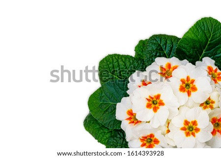 White yellow Primula vulgaris flowers with Green leaves, isolated on white, top view. Spring Easter background with orange color primrose Bloom.