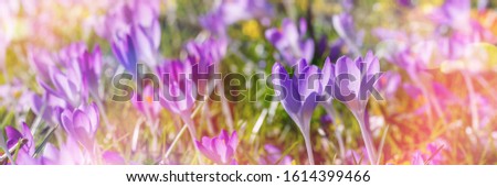 Flowering violet Crocus. Lila Crocus Iridaceae ( The Iris Family ) , banner. Crocus flowers in bokeh sunny light, close up banner
