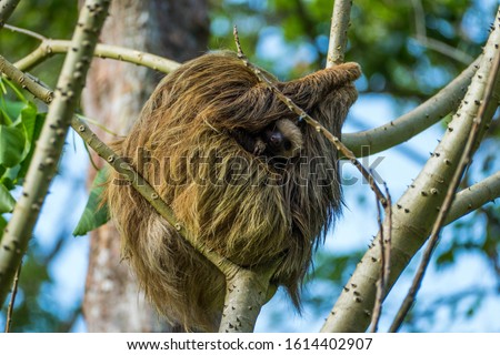 Mother and Baby Sloth, Manuel Antonio National Park, Costa Rica, Central America