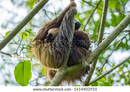Mother and Baby Sloth, Manuel Antonio National Park, Costa Rica, Central America