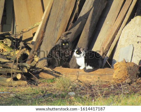Pair of cats with green eyes one black and one white and black sitting