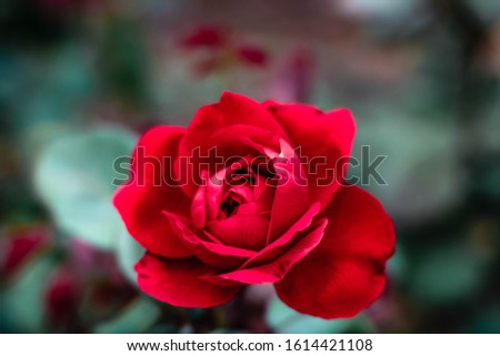 Red roses and flowers with a red and deep green pantone