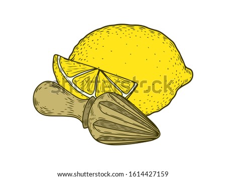 Citrus lemon fruit hand drawn sketch vector illustration. Lemon vegan ingredient collection isolated on white background. Lemon citrus fruits.
