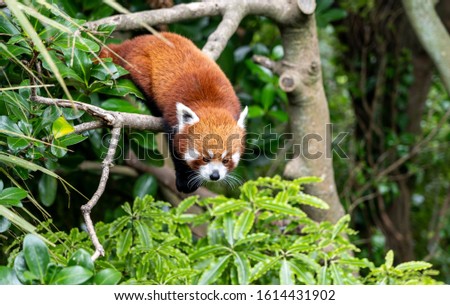 Red Panda climbing tree; red panda on a tree