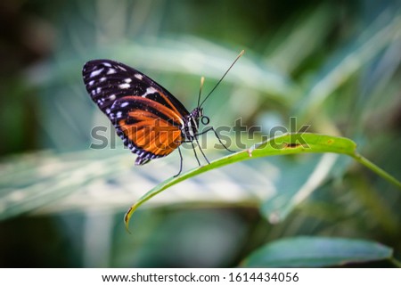 Beautiful tiger longwing or golden longwing butterfly, Heliconus hecale, resting on a leaf on a blurry green background
