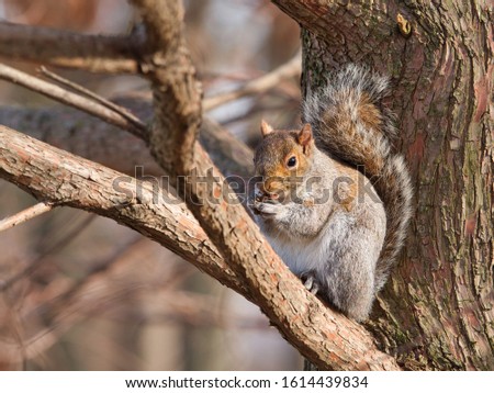 An Eastern gray squirrel sitting on a tree branch eating nuts with a blurry background