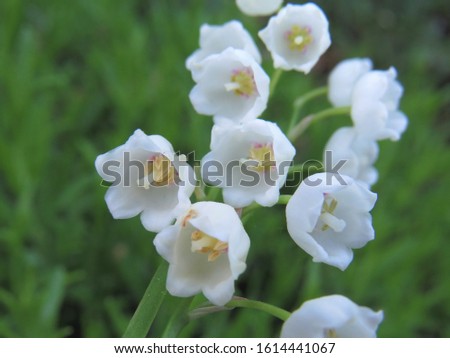Close picture of white lily of the valley flowers on the green background