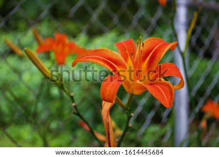 Bright orange stargazer lily blooming in a backyard garden