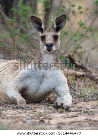 An Eastern grey kangaroo laying on the ground surrounded by branches with a blurry background
