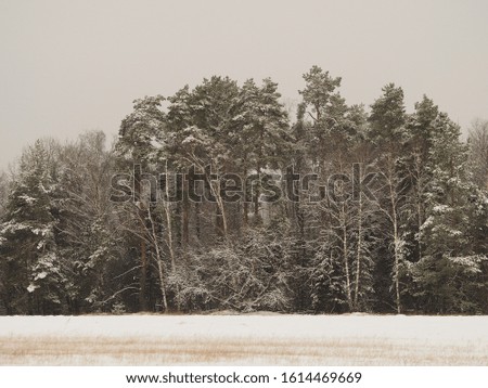 Forest in winter, pines and birches after a snowstorm. Calm winter landscape with fog during the day. Template of fabulous nature in the countryside.