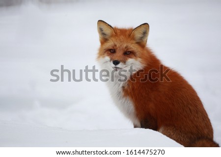 A red fox posing for a photo