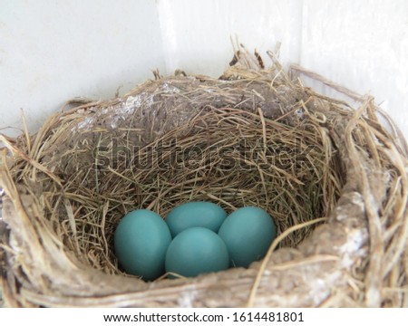 A Robins Nest with four beautiful bright blue Robins Eggs.