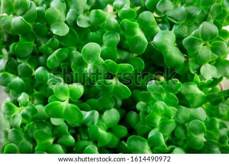 green broccoli sprouts. botanical background. green vegetable