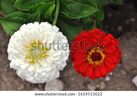 Zinnia elegans, known youth-and-age , common zinnia or elegant zinnia, an annual flowering plant of the genus Zinnia, is one of the best known zinnias.