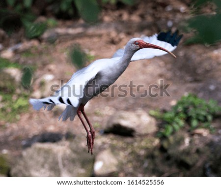 White Ibis bird close-up profile view flying with bokeh background displaying spread wings, white feathers plumage, body, head, eye, beak, long neck, in its environment and surrounding.