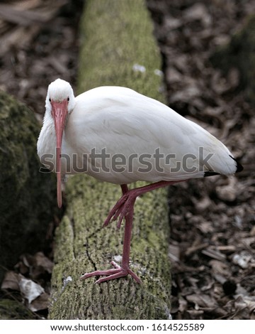 White Ibis bird close-up profile view perched on a log with bokeh background displaying white feathers plumage, body, head, eye, beak, long neck, in its environment and surrounding.