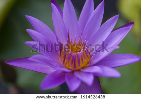 Picture of purple water lily