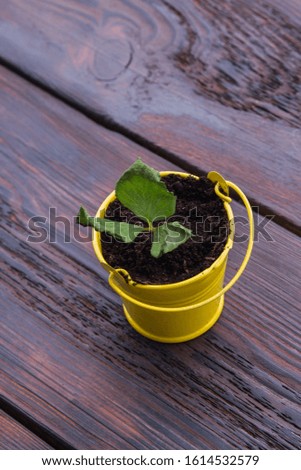 Growing plant in a yellow bucket pot. Wooden background.