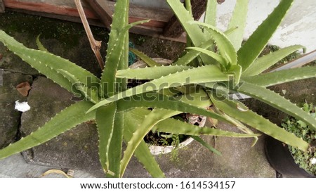 aloe vera plant in the pot, nature photo object