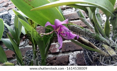 beautiful orchid flower hang on the wall, nature photo object