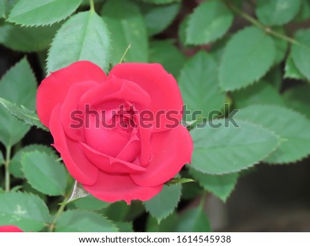 Spring Blossom. Red Rosebud. Blooming flower