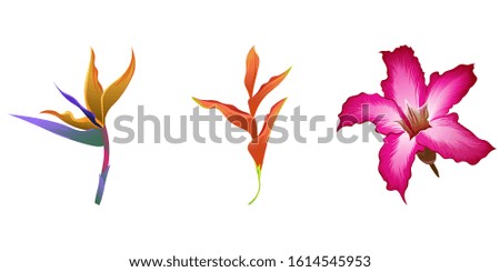Orange Strelitzia. Orange Heliconia. Pink Adenium. Vector illustration. Isolated illustration element. Floral botanical flower. Wild leaf wildflower isolated. Exotic tropical hawaiian jungle.