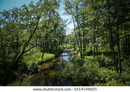 A stream passing through the woods