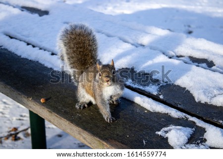 Cute squirrel waiting for food in the winter