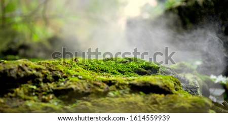 Beautiful green moss on the floor, moss closeup, macro. Beautiful background of moss for wallpaper. Royalty-Free Stock Photo #1614559939