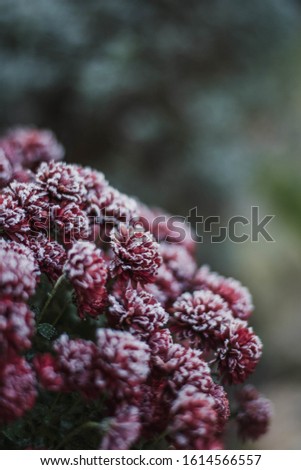 A closeup of red flower bushes covered in the snow with a blurry background