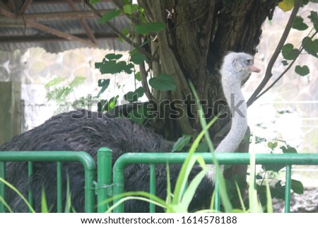 A white head ostrich photography